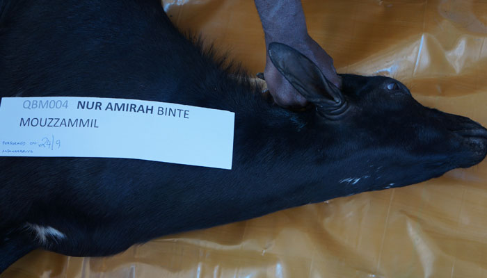 Qurban Plus