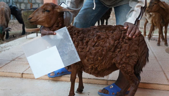 Qurban Plus